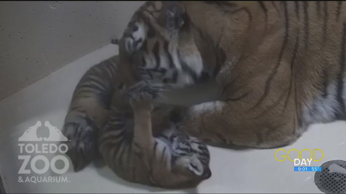 Toledo Zoo Welcomes Two Adorable Tiger Cubs After 9 Years