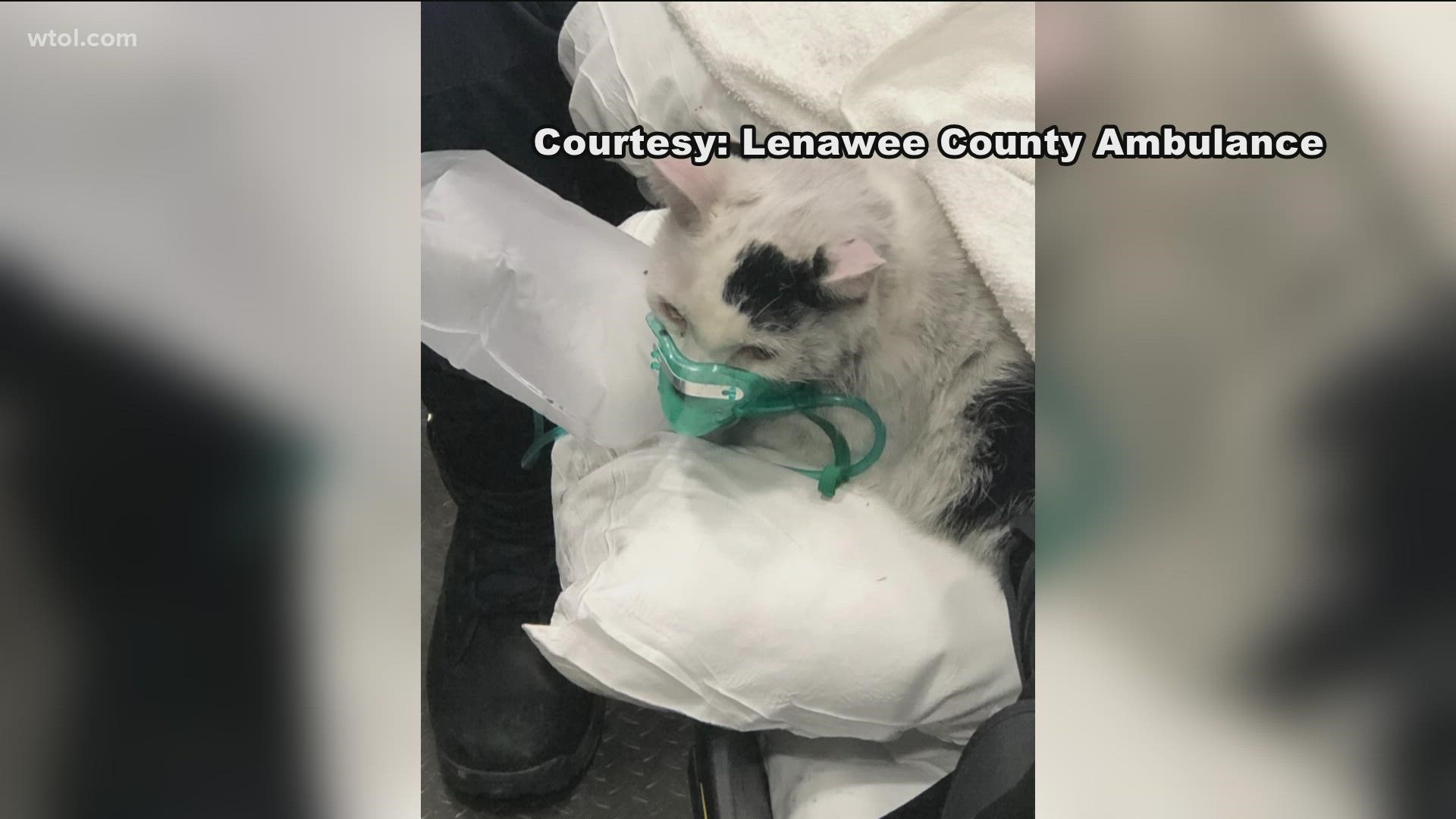 Paramedics were able to save revive a Lenawee County cat, Hope, after a fire on Thursday. A dog was also revived after a south Toledo fire that same day.