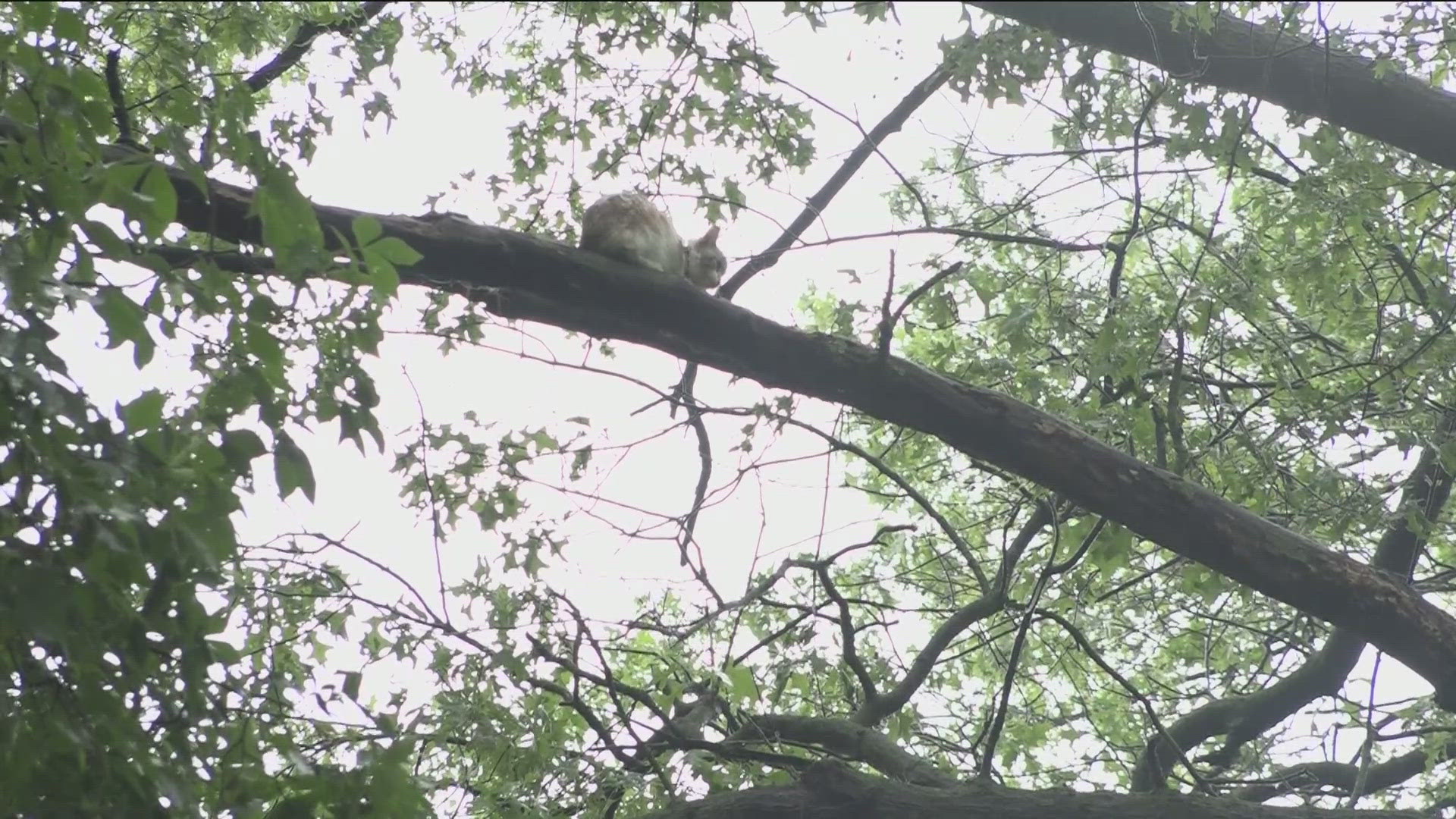 Cat stuck in Defiance tree for six days finally rescued | wtol.com
