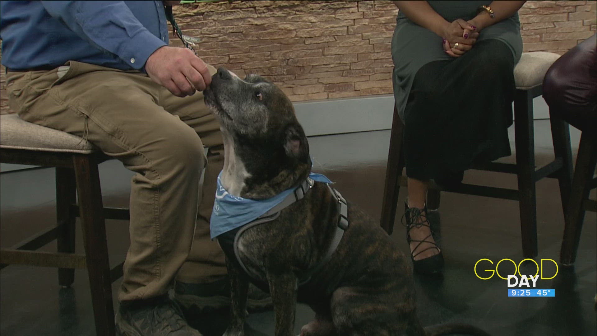 Steve Kiessling of Toledo Animal Rescue introduces 'Kodiak'. 