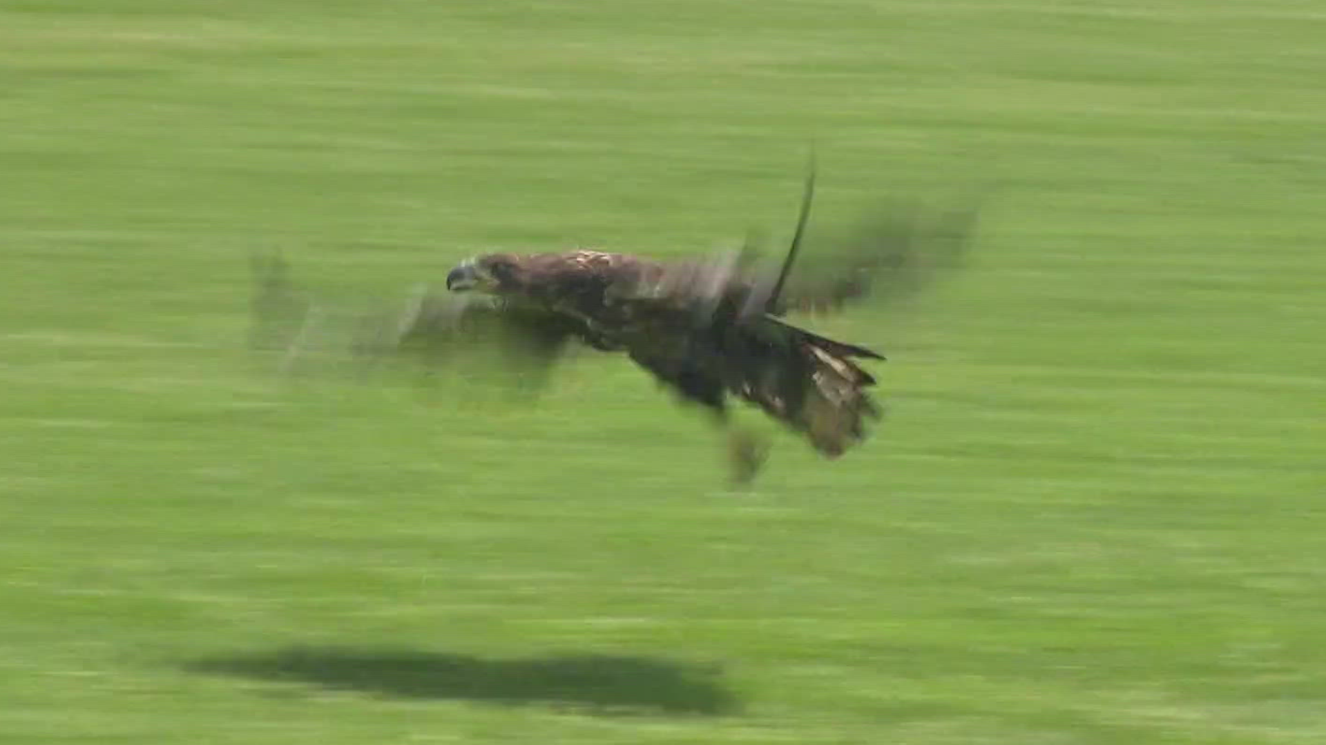 The juvenile bird was released back into the wild one year after it was found nearby the Glass City Metropark.