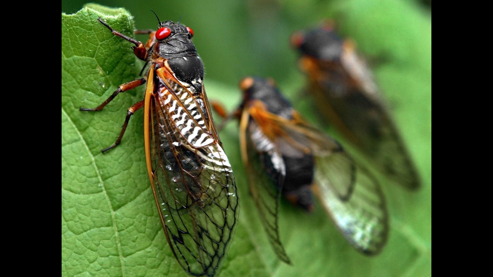 Cicadas set to emerge in Ohio