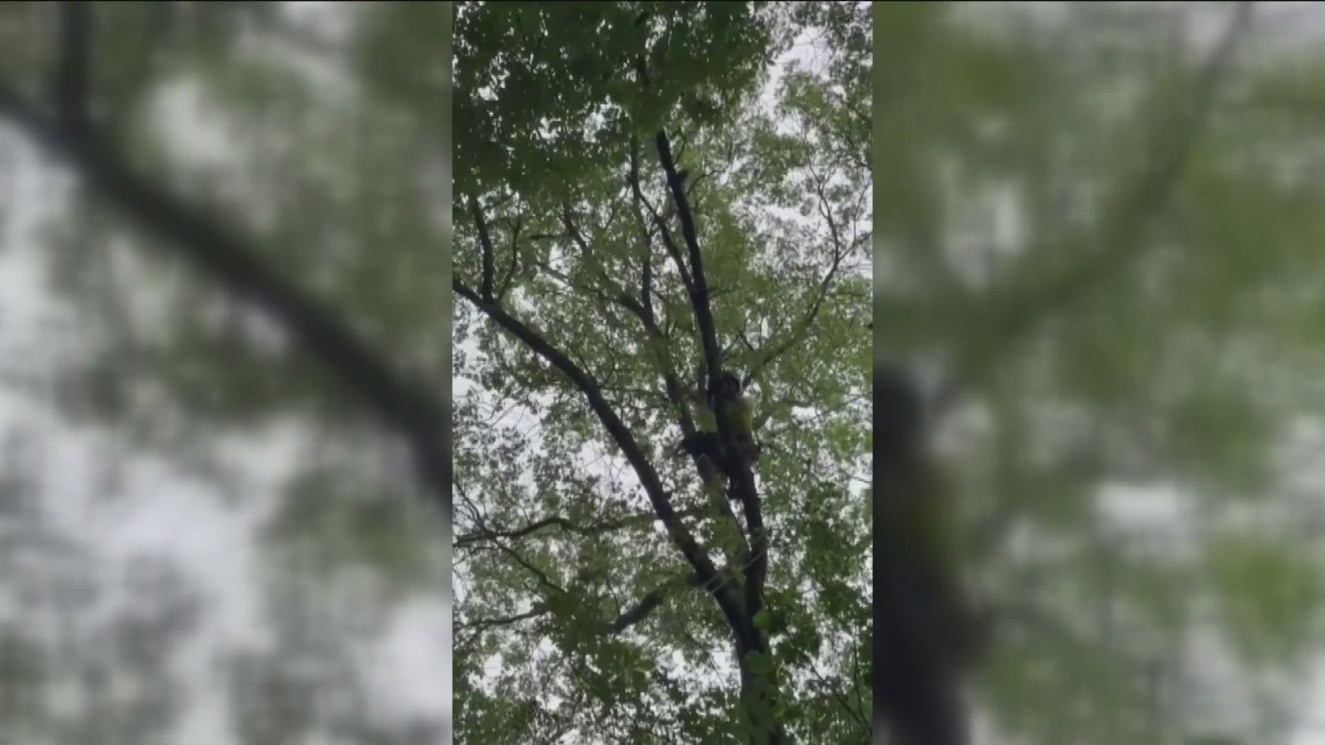 Cat stuck in Defiance tree for six days finally rescued | wtol.com