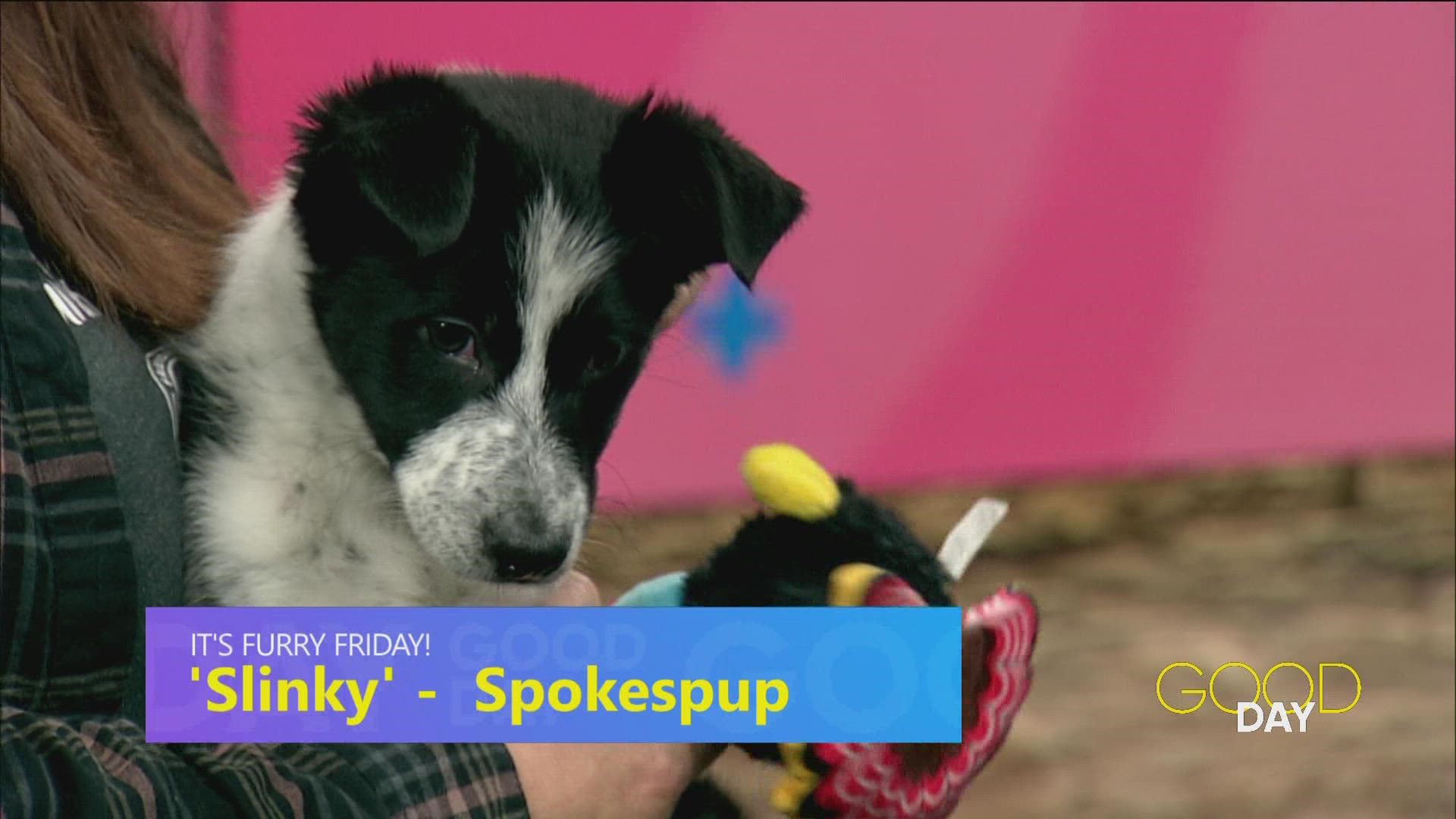 Slinky, a 10-week-old puppy from LC4, needs a home!