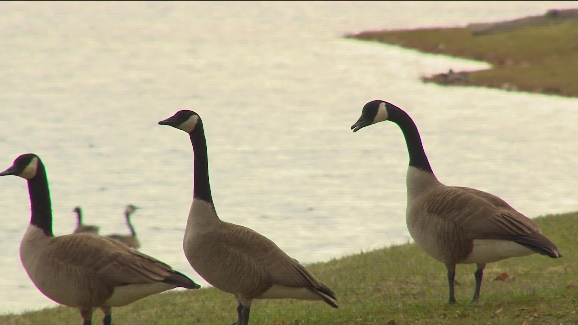 Ohio Geese Control is a humane goose removal system. They use border collies to encourage the birds to go to wetlands instead of parks or your backyard.