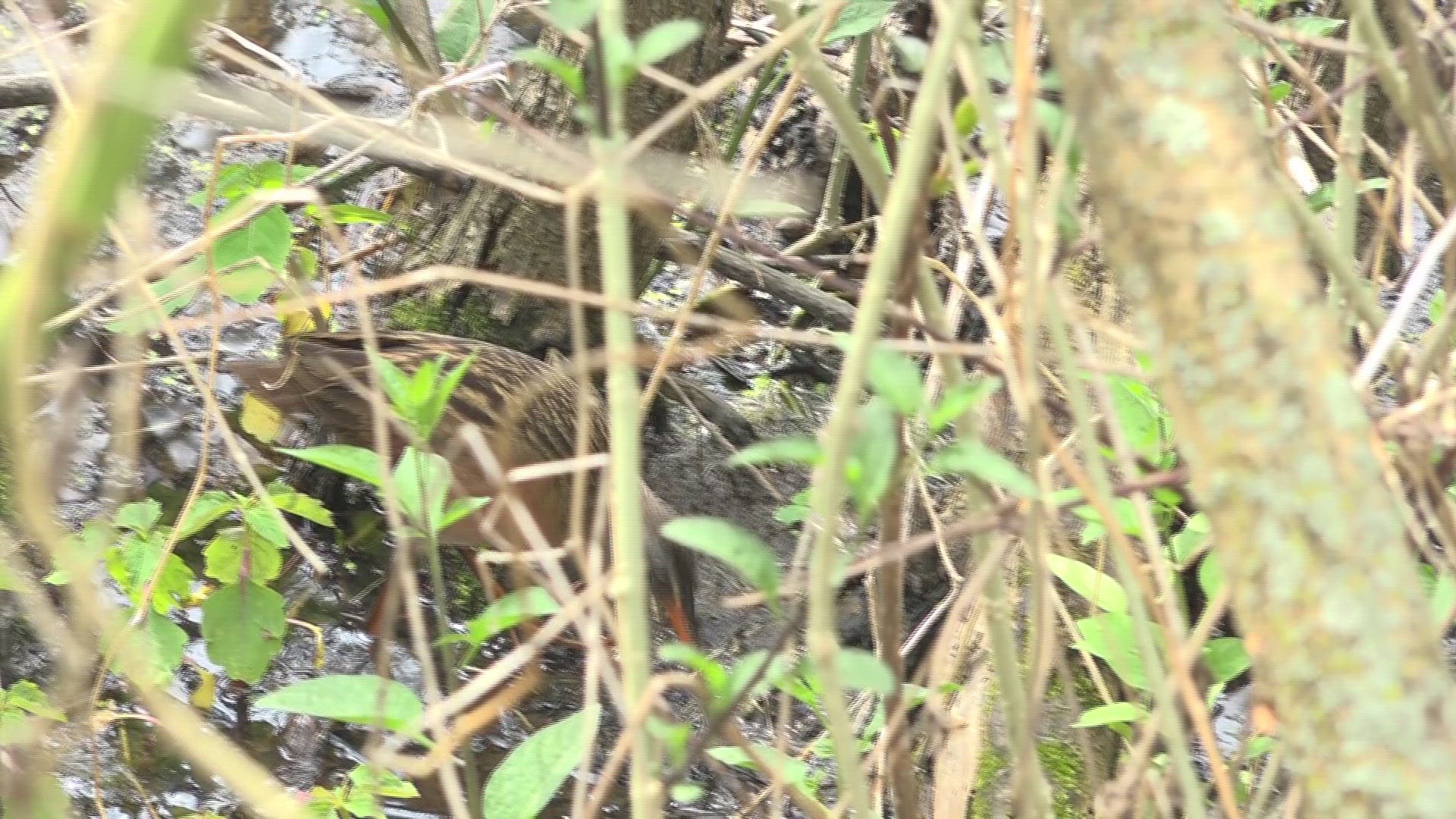 The reclusive Virginia Rail is a notoriously hard bird to spot, and is usually only heard, not seen. This Virginia Rail was spotted at the Magee Marsh bird trail.