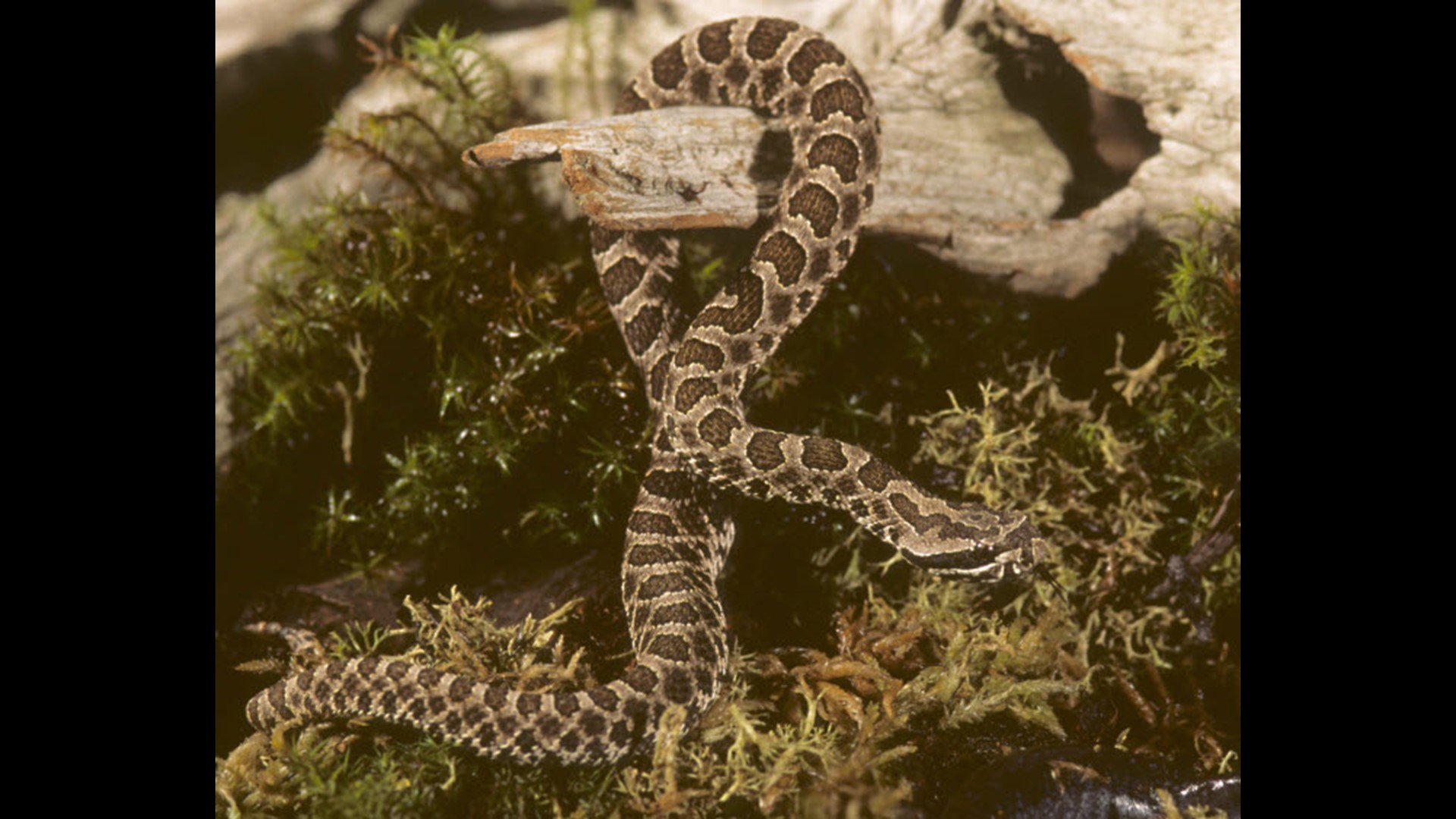 A guide to Ohio's snakes | wtol.com