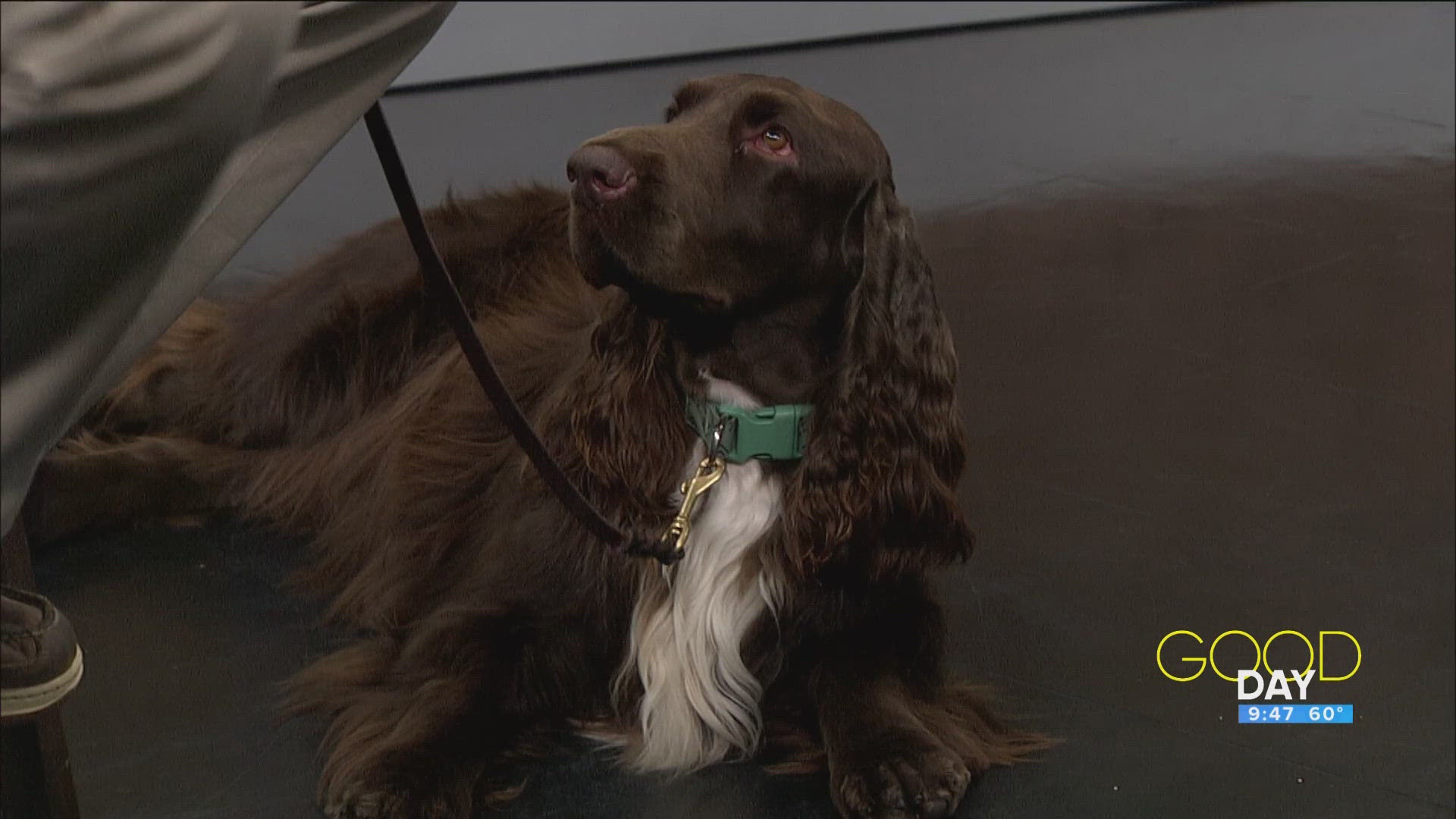 Michael Roehrs and Wally talk an upcoming dog show. 