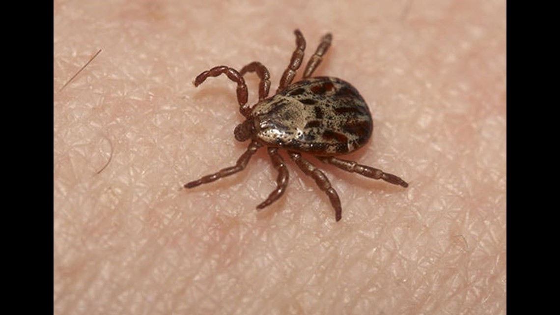 can a tick bite cause paralysis in a dog