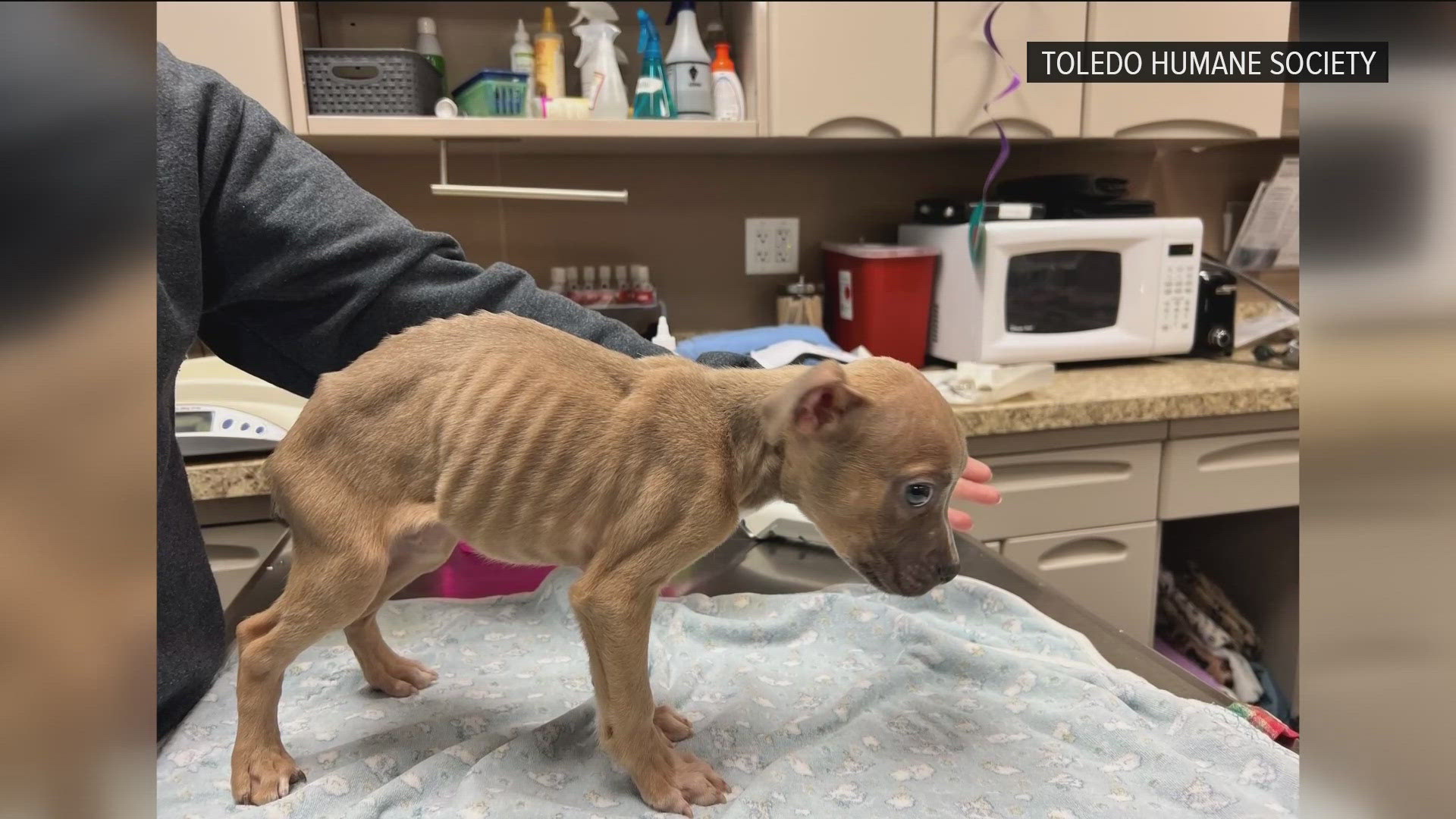 The two-month-old dog Kingston has been struggling to survive due to a serious injury and sickly conditions.