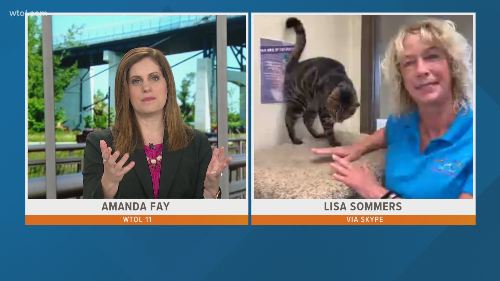 Losing a pet can be tragic. The Toledo Humane Society tries to prevent this by microchipping all their adoptable pets!
