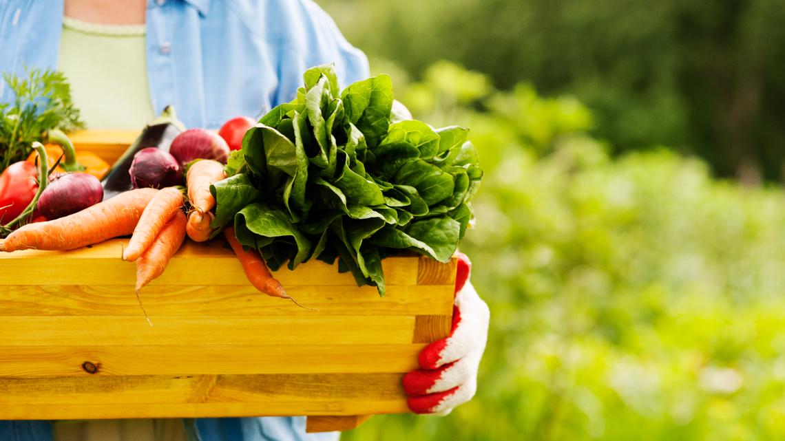 Toledo GROWs is getting ready for a their gardening event - Vimarsana News