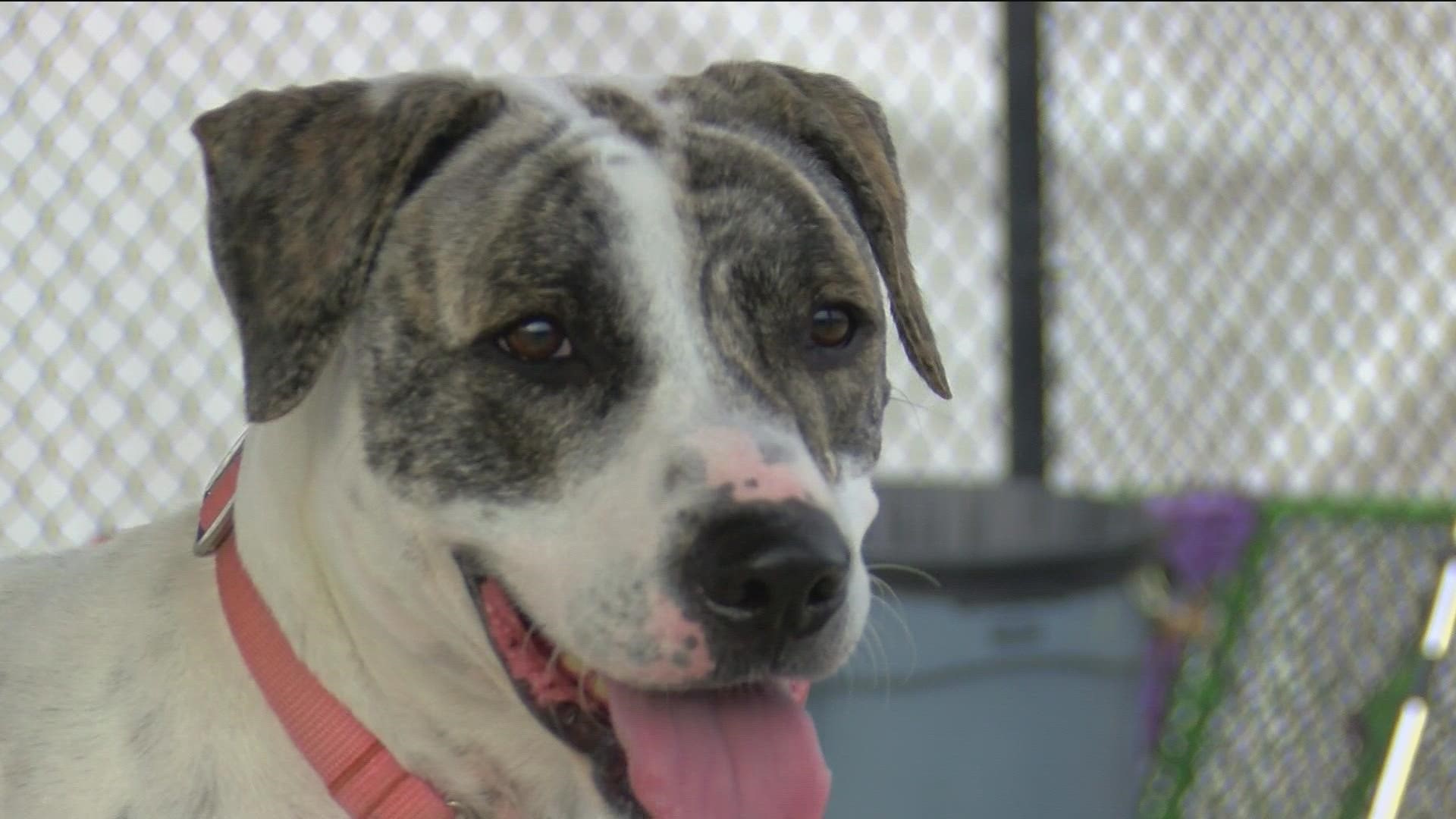 The Toledo rescue group is helping several dogs rescued from Florida to find new homes in Ohio.