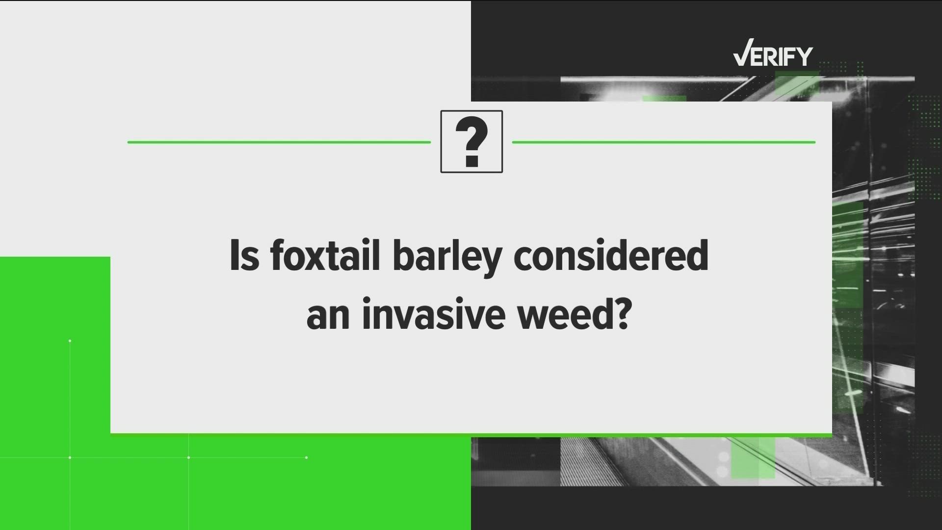 Is foxtail barley is considered an invasive weed? And if it were on the noxious weed list, would the problem in Perrysburg that sickened dogs have been prevented?