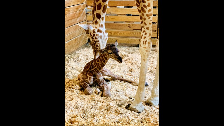 It's a boy! April the Giraffe gives birth to second baby 