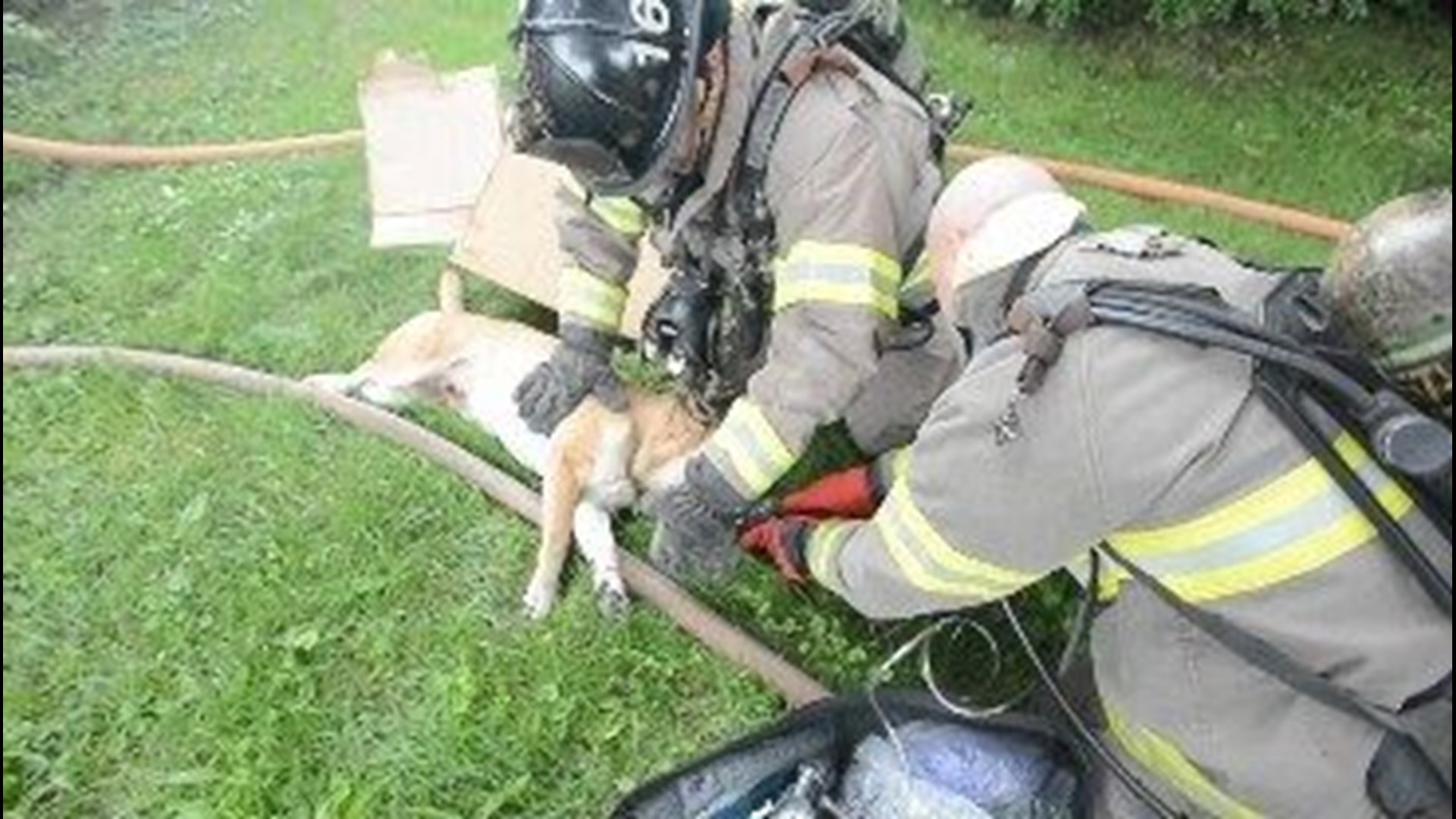 RAW: Toledo firefighters revived dog after house fire