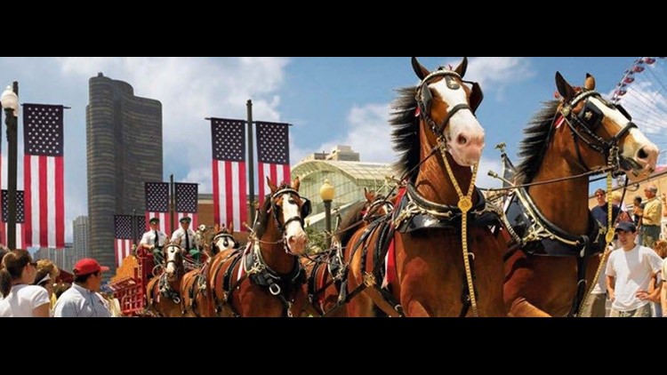 PHOTOS: The World Famous Anheuser Busch Clydesdales Visit Lucas Oil Stadium