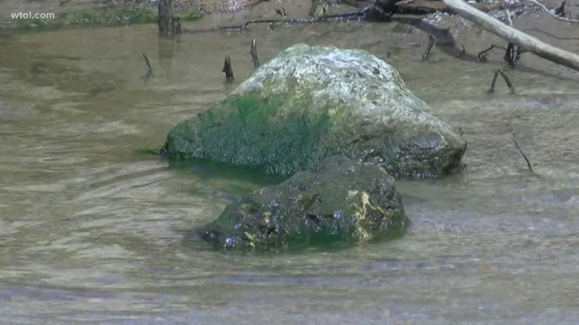 Harmful algal blooms in Lake Erie affect property values - Vimarsana News