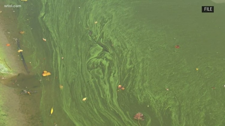 Lake Erie algal bloom forecast: how bad will it be?