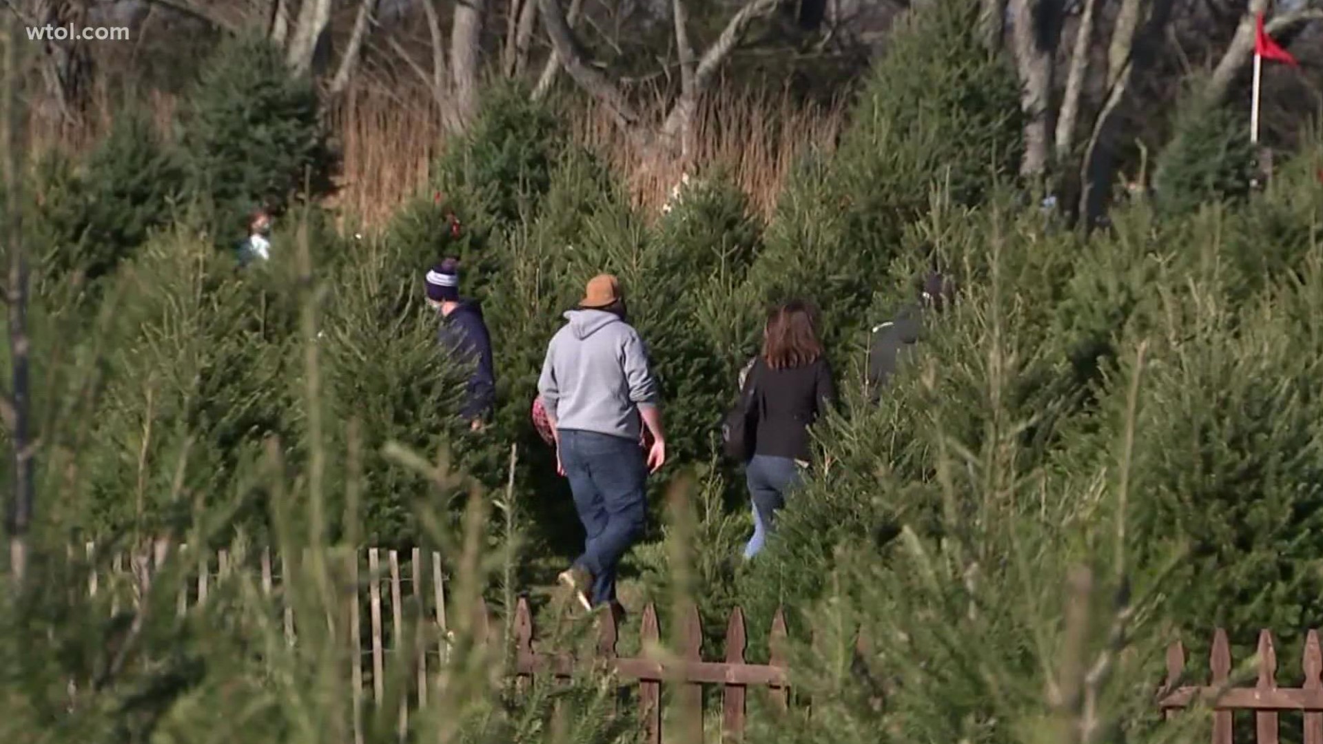 Christmas tree farms open and you're watching the forecast to pick out a time to cut down to the tree, it's really the forecast in the past that matter