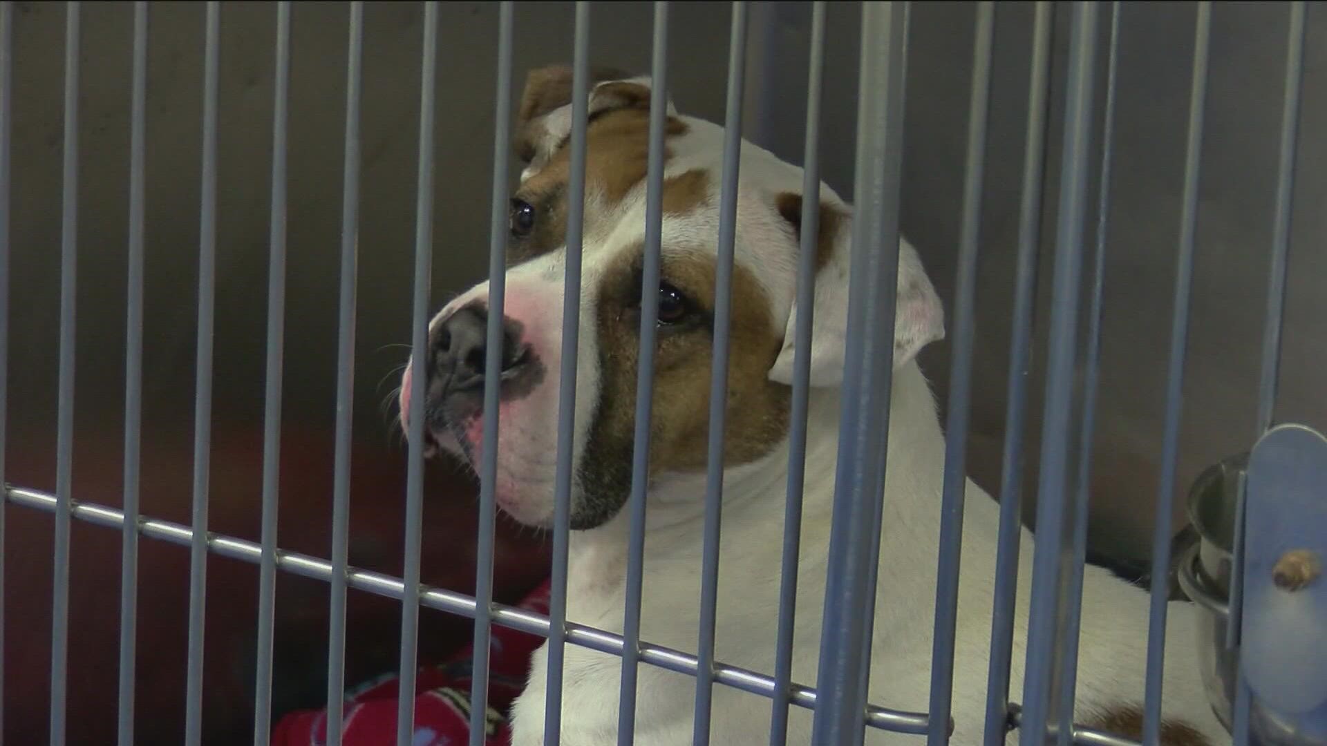 Lucas Co. animal shelter has about 170 dogs this Christmas 