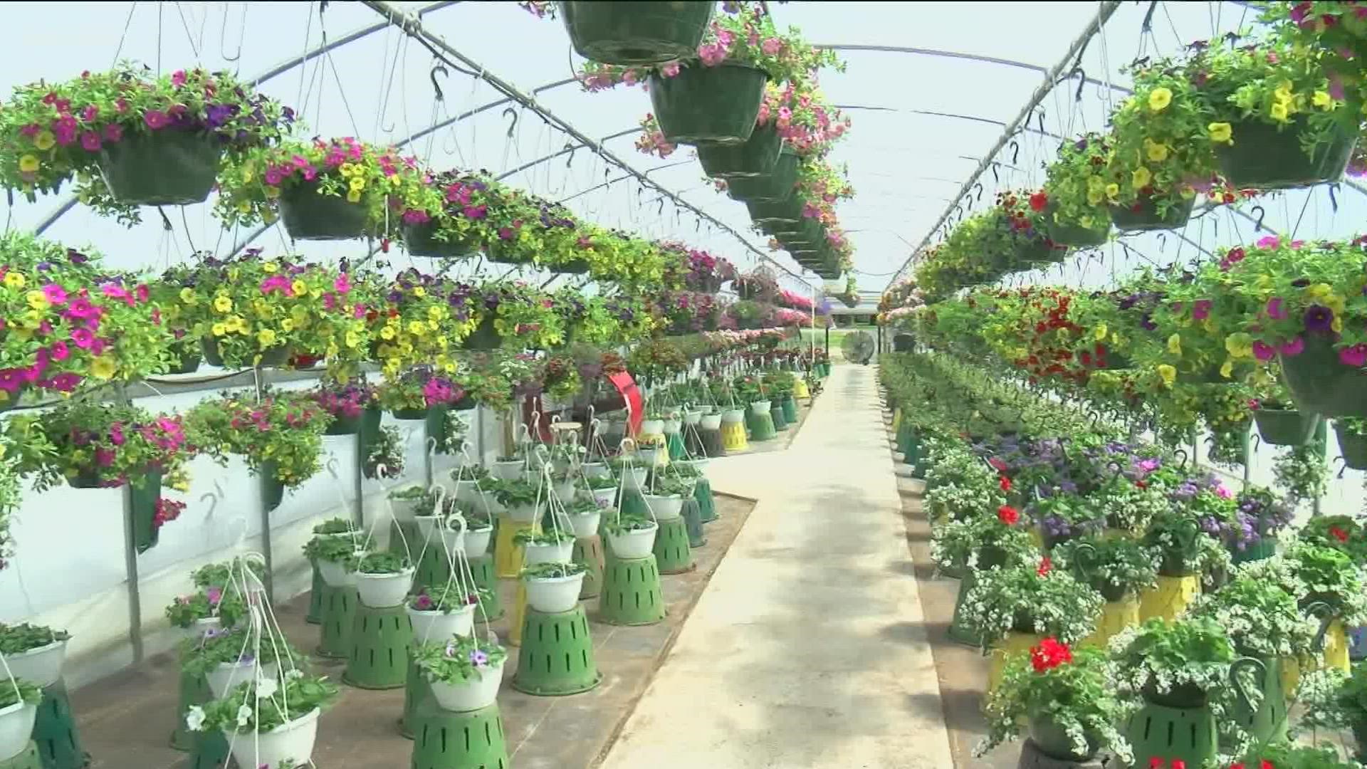 The recent warm weather allowed the greenhouse to open its doors the public sooner than expected. People can visit Stevens Garden starting Saturday.