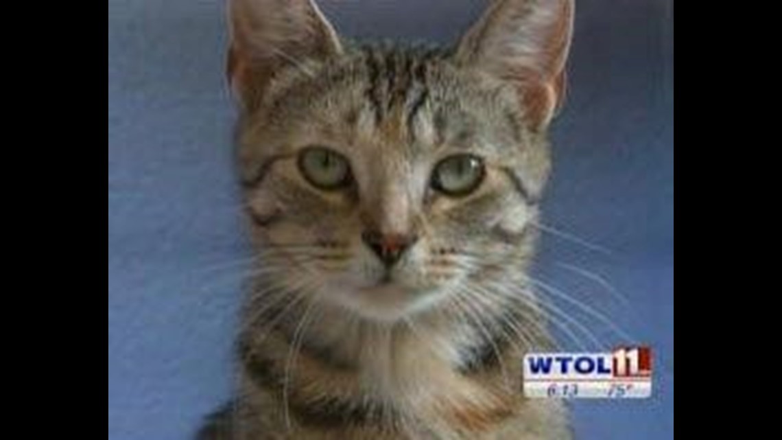 toledo humane society cats