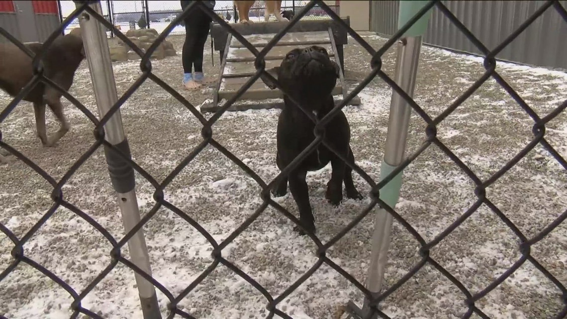 Animal experts encourage thinking about your pets during frigid weather