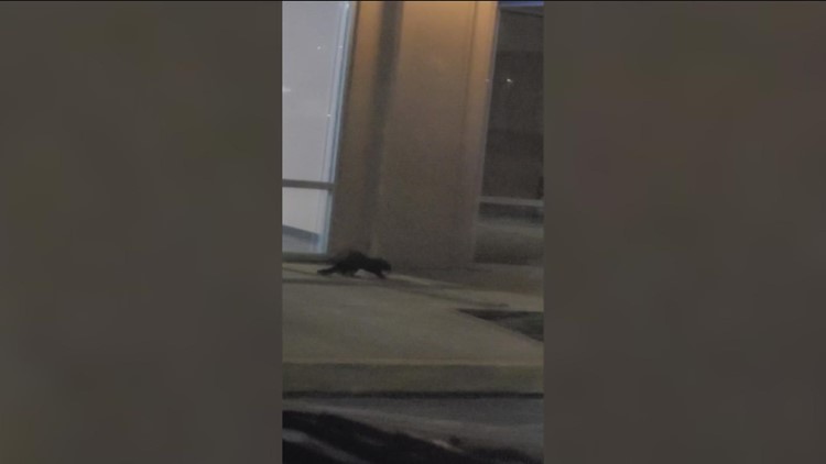 VIDEO: Mink seen near businesses in downtown Van Wert