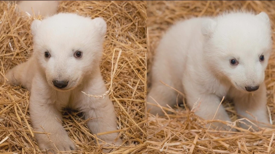 Toledo Zoo reveals gender of twin polar bear cubs | wtol.com