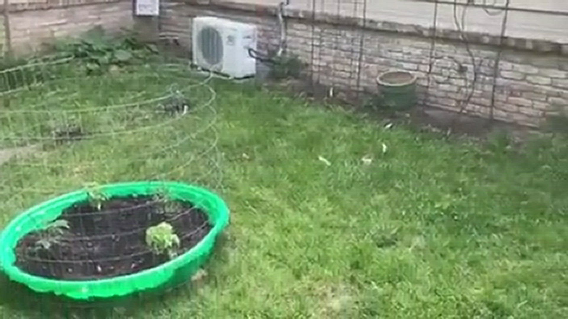 Turning a side yard into a garden - used an old kiddie pool for one tomato/basil bed and put in tomato cages.
Credit: Victoria D.