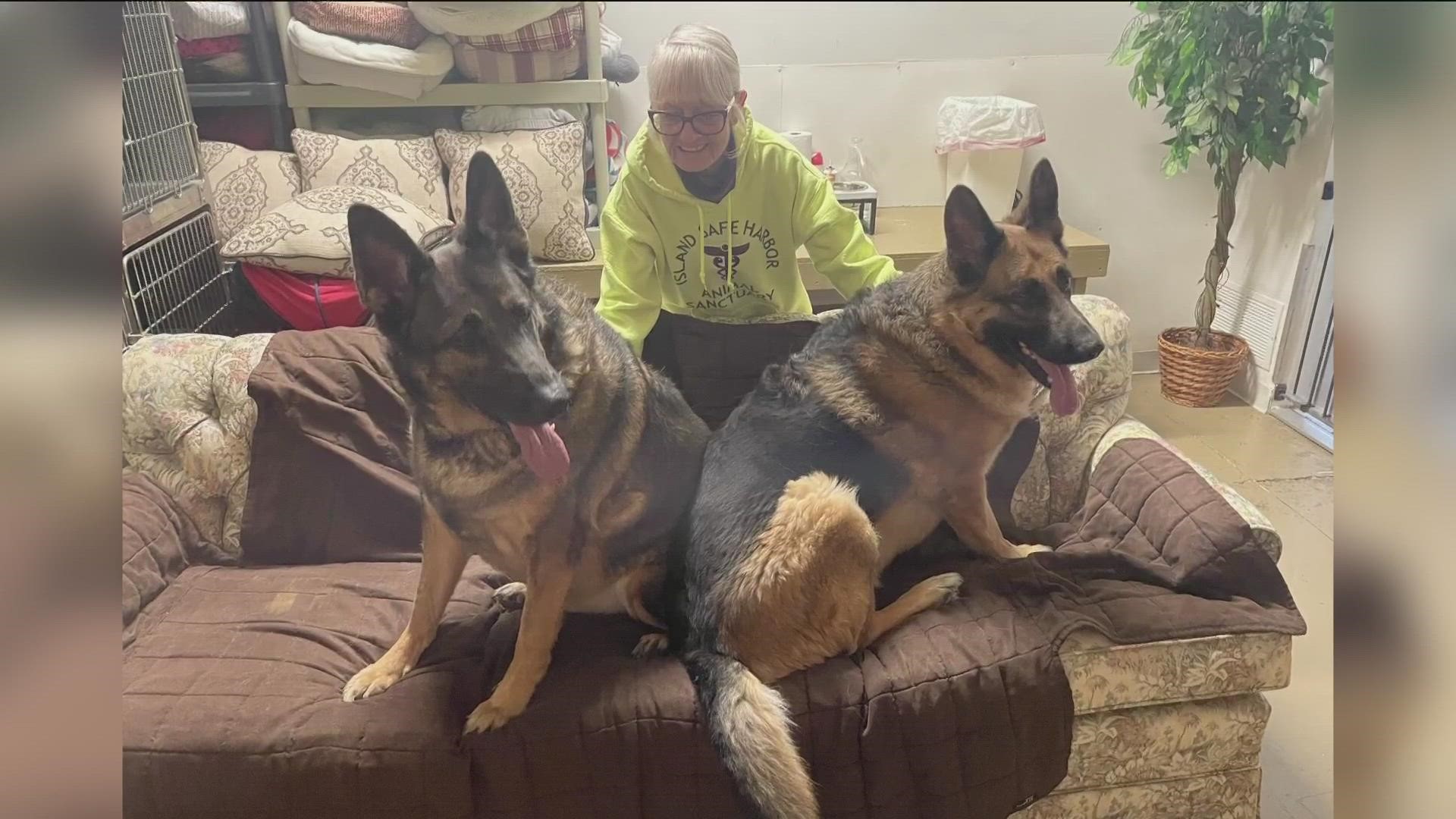 The owner of the Tiffin dogs died at 90. Now, the 5-year-old brothers are waiting to find a new owner in a Port Clinton sanctuary.