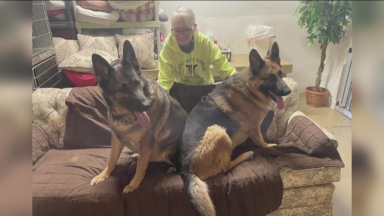 German shepherd brothers at Port Clinton animal sanctuary hoping for new owner