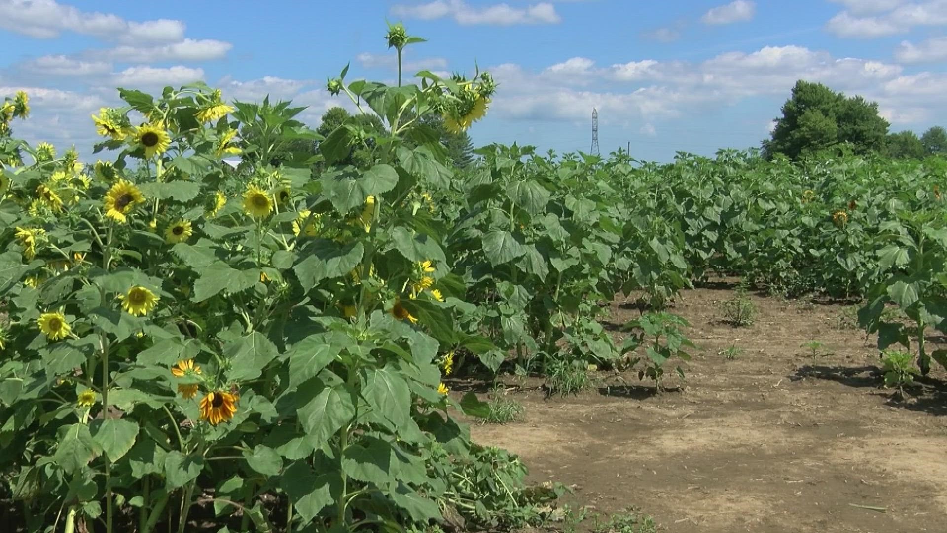 Gust Flower and Produce owner Jake Gust describes the affect of this summer's weather on his farm's crops.