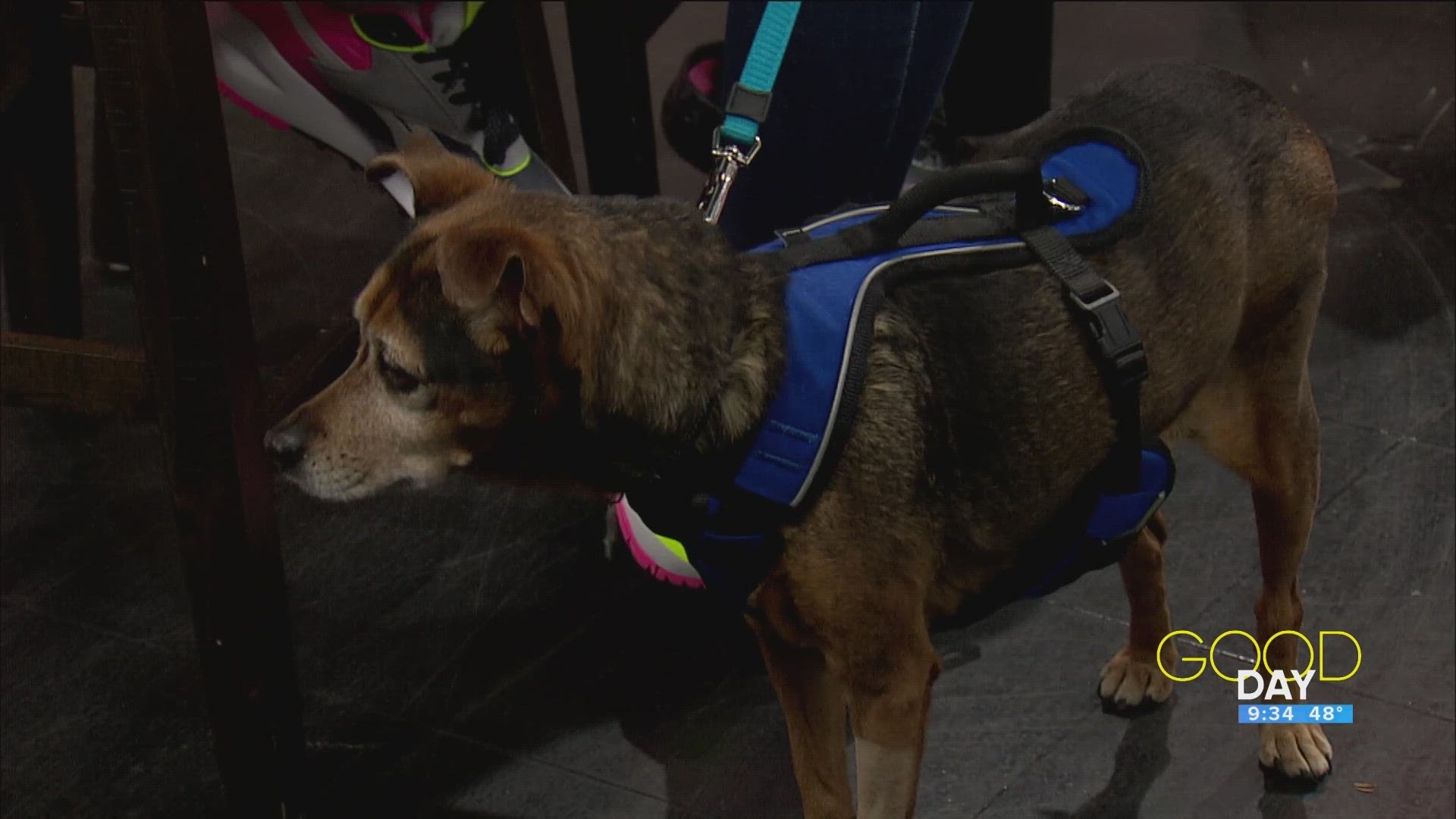 Brooke West of the West Toledo Animal Hospital and Jennifer Herbert from Planned Pethood join Good Day to talk about how to take care of "senior" pets.