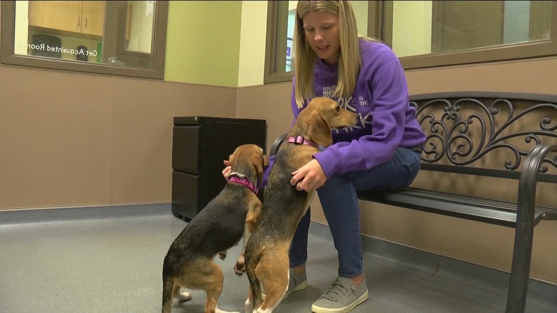 4,000 beagles were rescued from a mass breeding facility in Virginia owned by research company Envigo. Six arrived in Toledo and will soon be ready for forever homes