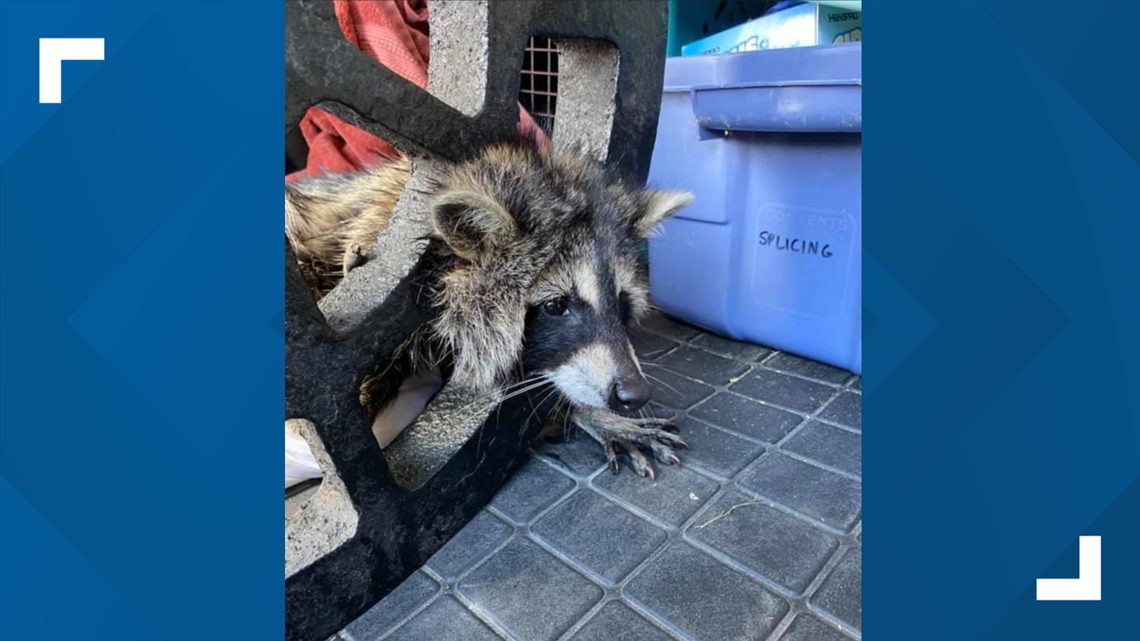 Wildlife rescuers unable to save raccoon stuck in Maumee storm drain