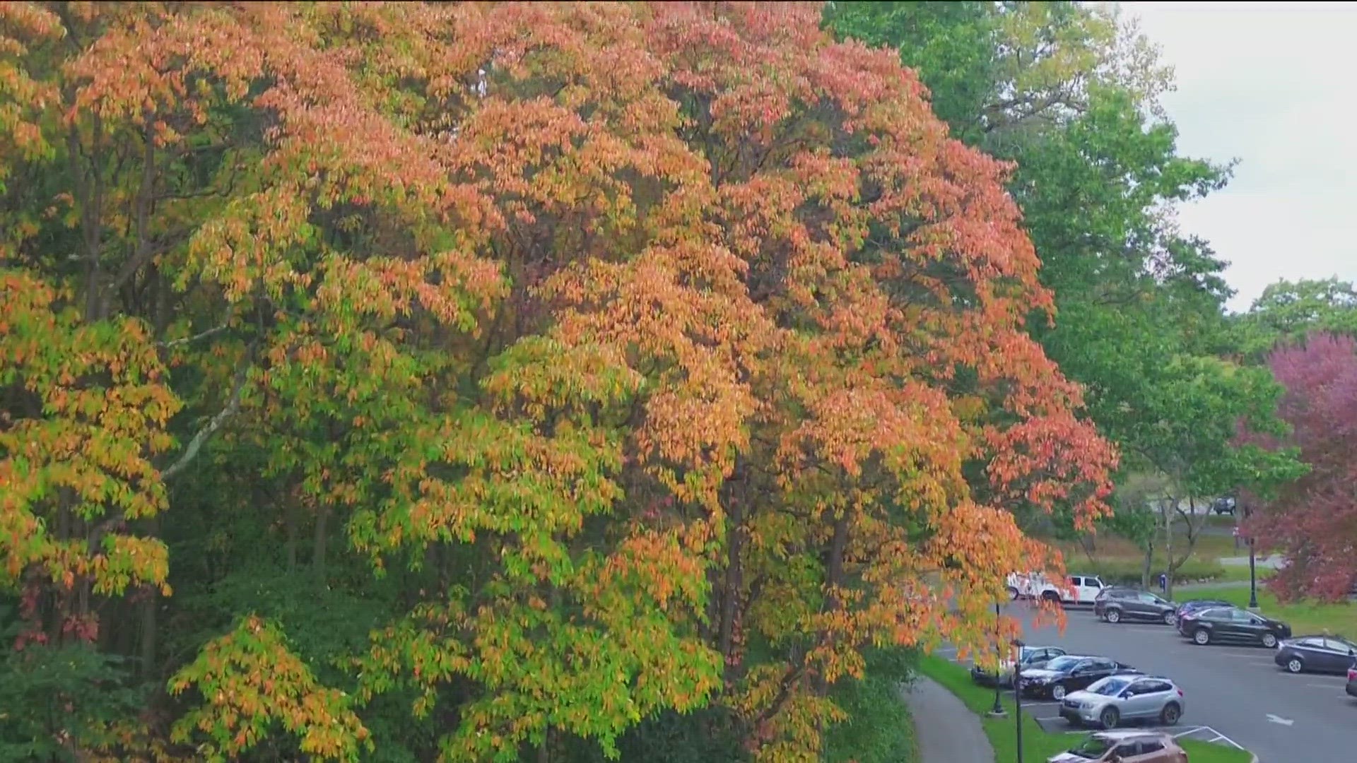 What factors are necessary for the most vibrant fall leaves? WTOL 11 Meteorologist Matt Willoughby has the answer.