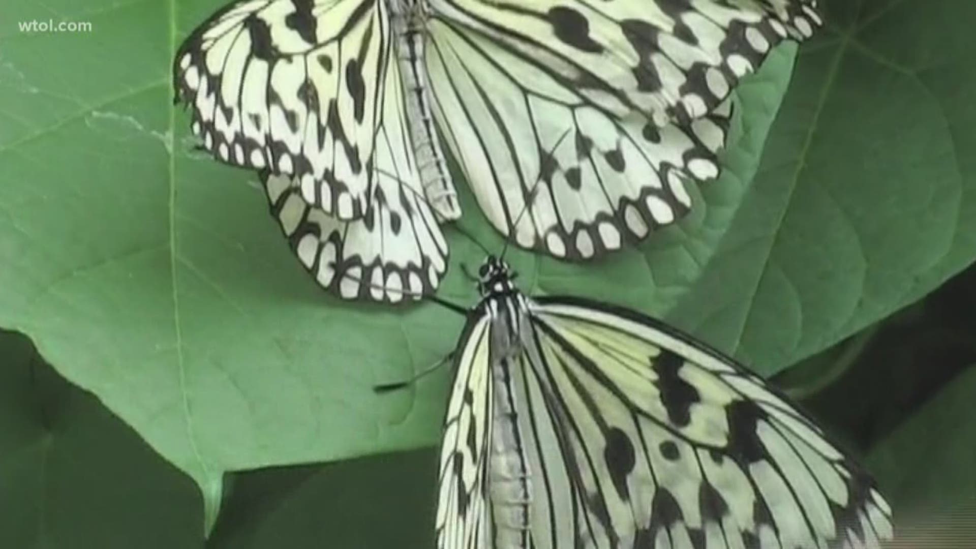 Where they're going and how you can catch a glimpse of these beautiful butterflies.