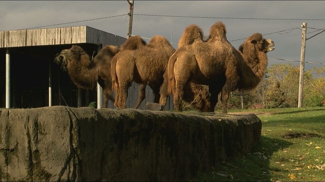 Late fall/winter still a great time to check out animals at Toledo Zoo