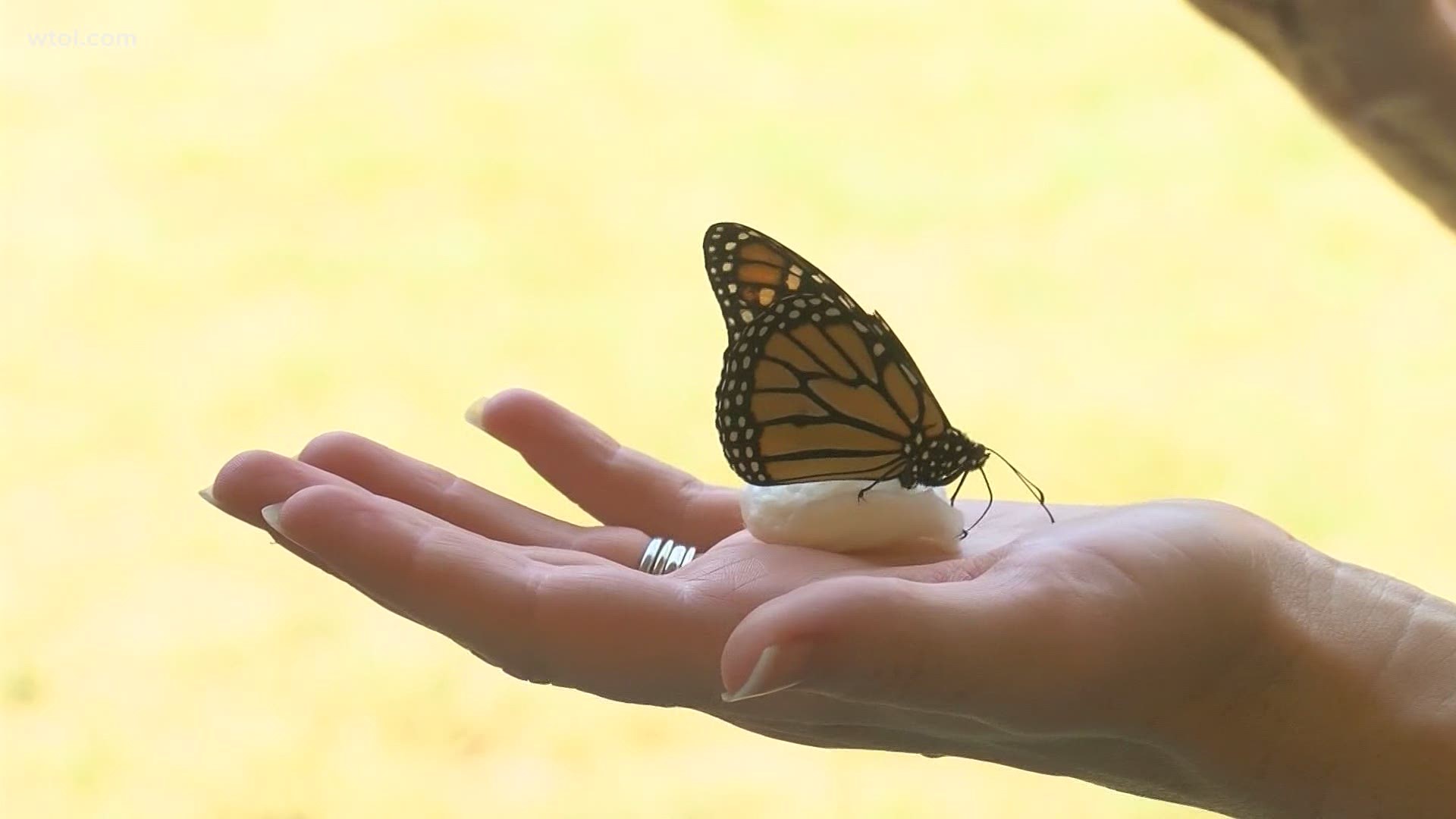 If you happened to be at Wildwood park today you may have seen butterflies flying around, all for a good cause