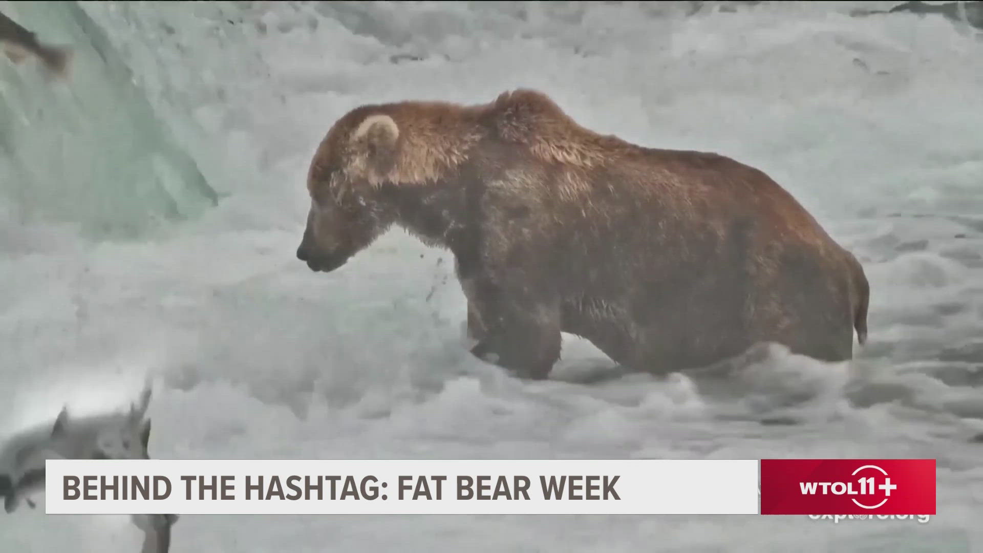 Fat Bear Week is here! Check out more trending stories on WTOL+ Behind the Hashtag.