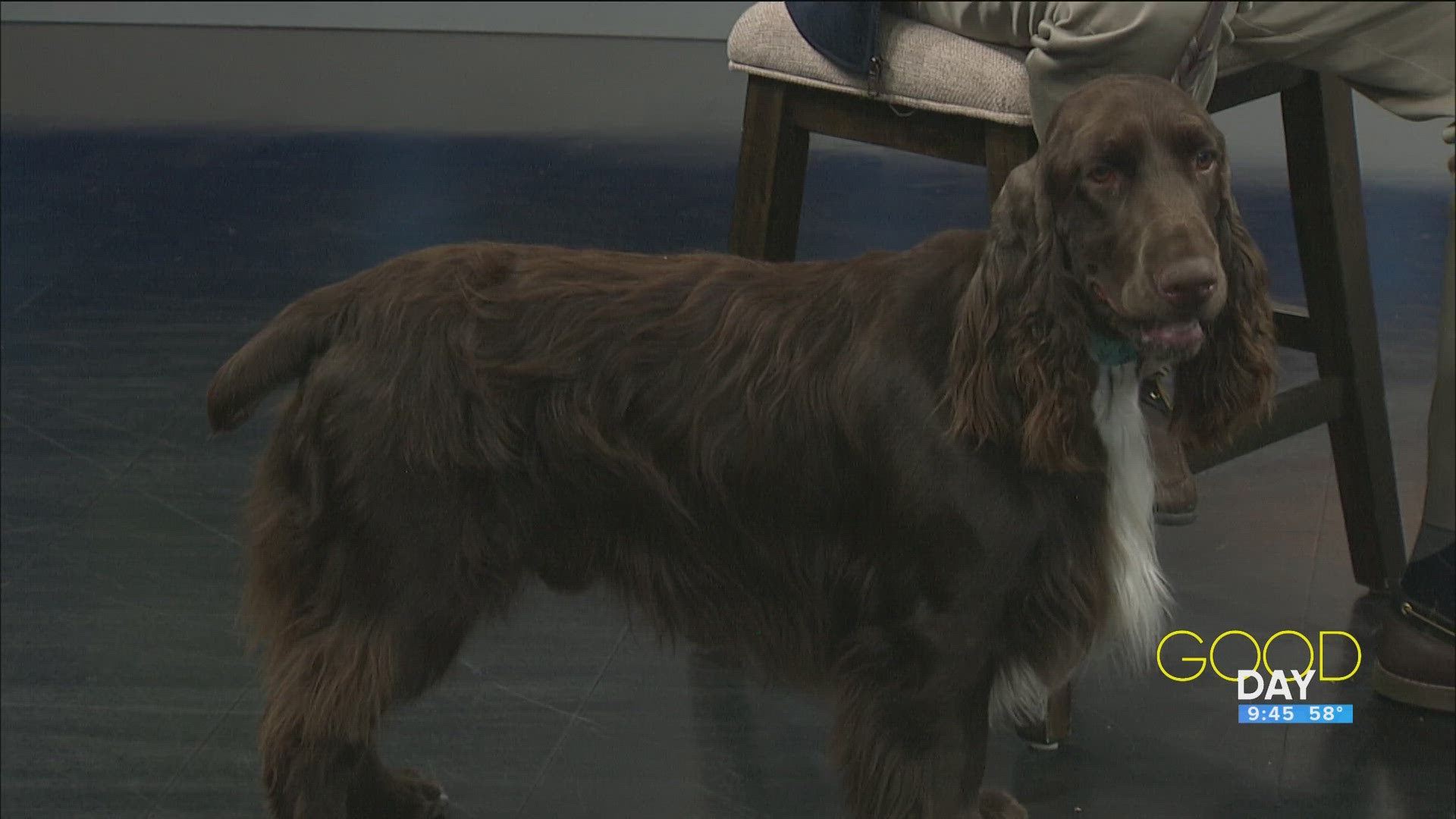 Mike Roehrs and Wally from the Toledo Kennel Club talk an upcoming dog show at the Lucas County Fairgrounds.