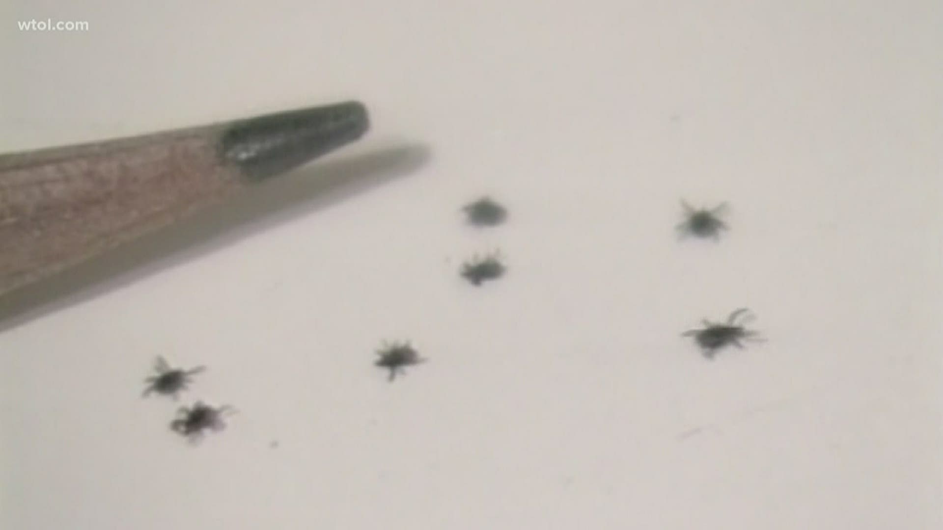 Ticks can carry illnesses like Lyme disease.