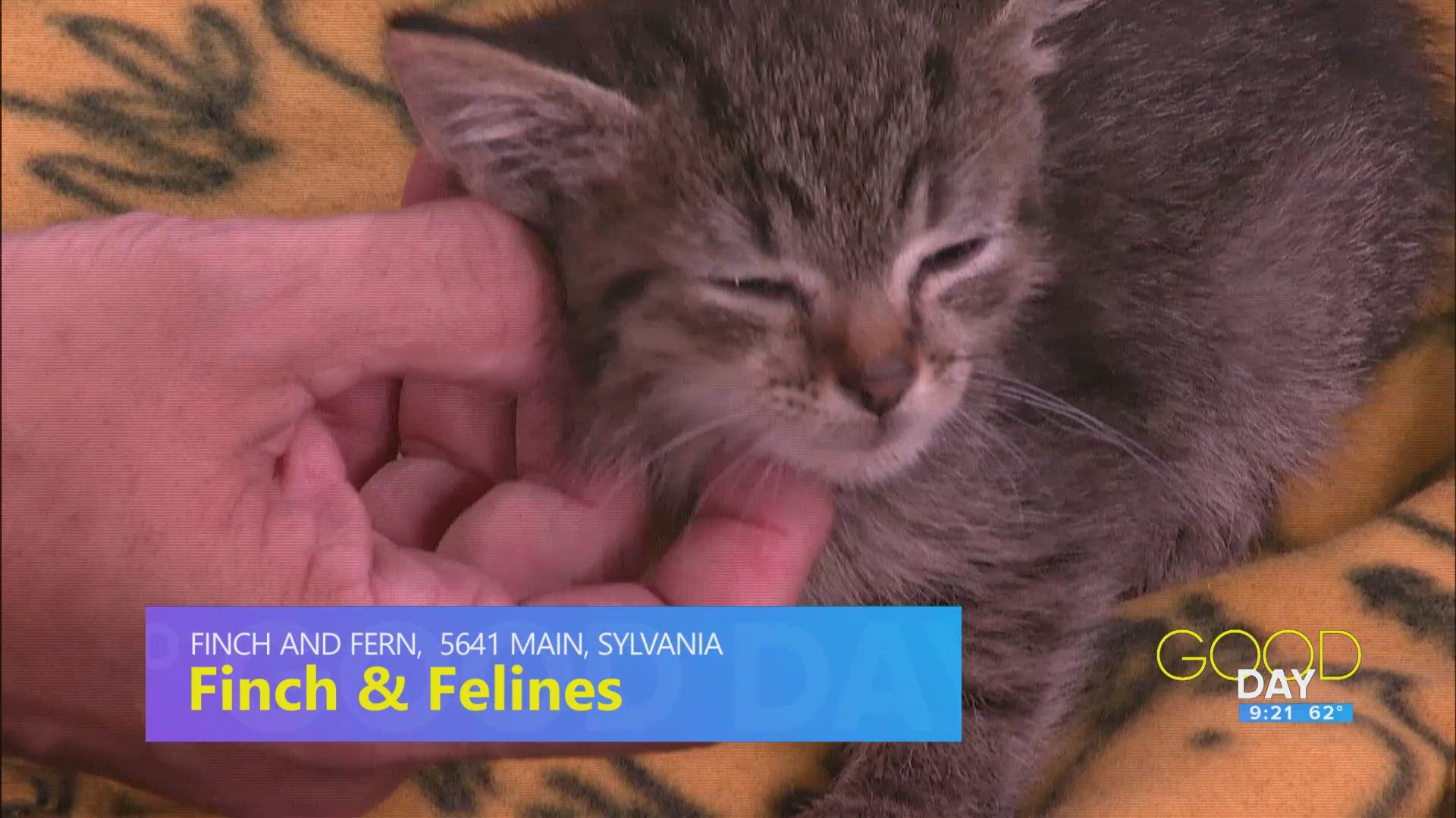 Renee Jacobs of the 419 Kitten Club introduces 'Rice', who needs a forever home!