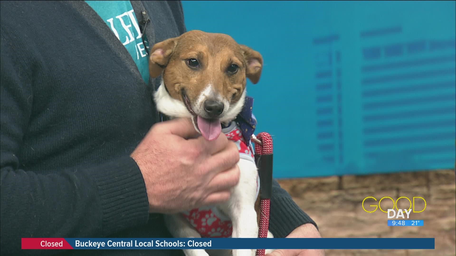 Toledo Animal Rescue joins Good Day on WTOL 11 for Furry Friday.