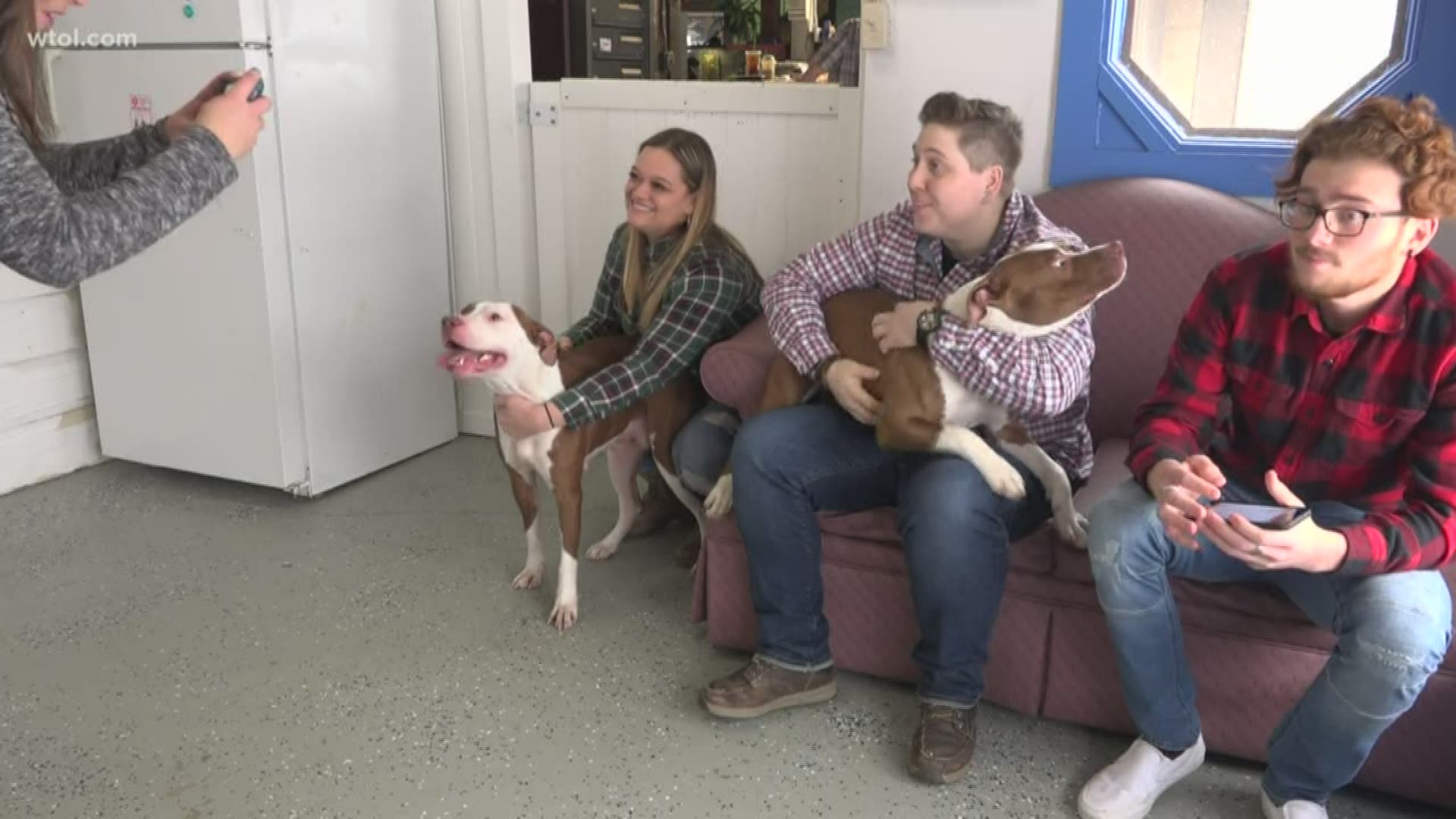 The search for the owner of two pit bulls is on after they were rescued running around near a freeway exit.