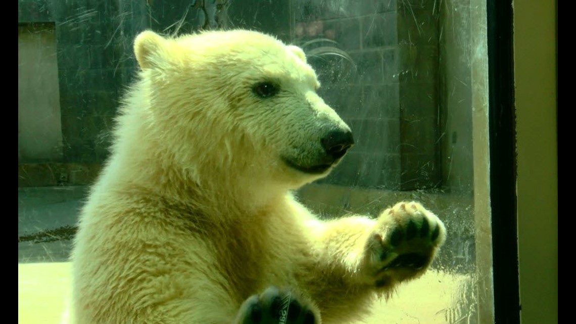 Meet the polar bear cub at the Toledo Zoo