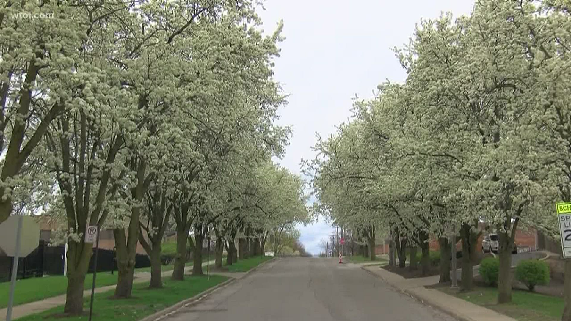 Because right now, we need it: The sights and sounds of nature around pear trees, captured by WTOL 11 photojournalist John Juby.