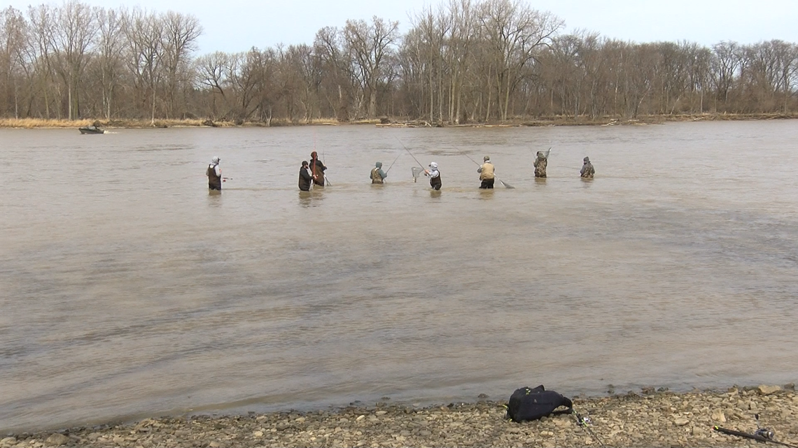 anglers take to maumee river for walleye run